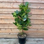 Vavrínovec lekársky (Prunus Laurocerasus) ´ETNA´® - výška 60-80 cm, kont. C3L (-23°C)